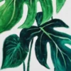Monstera