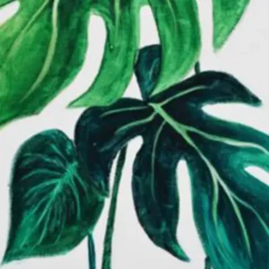 Monstera