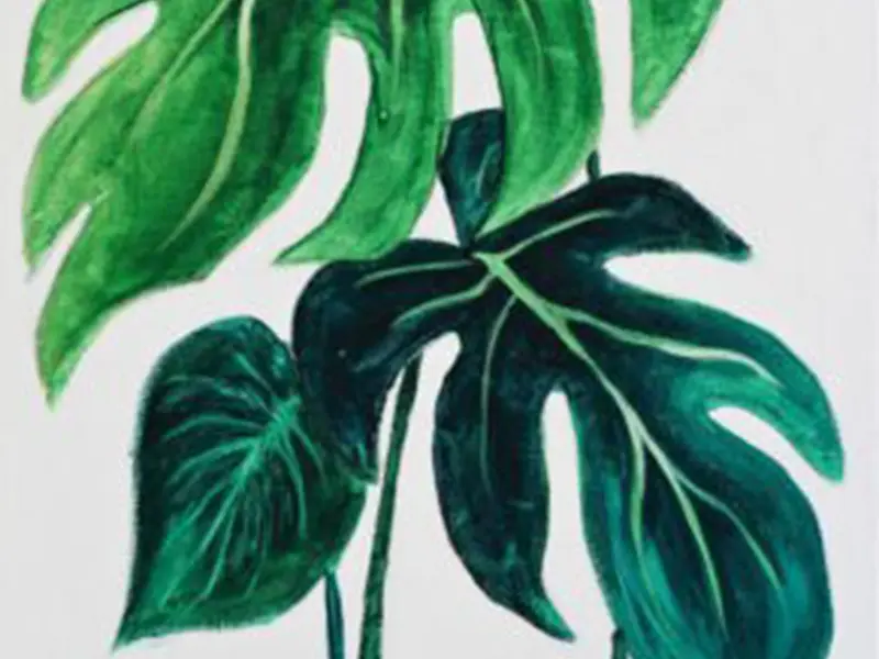Monstera